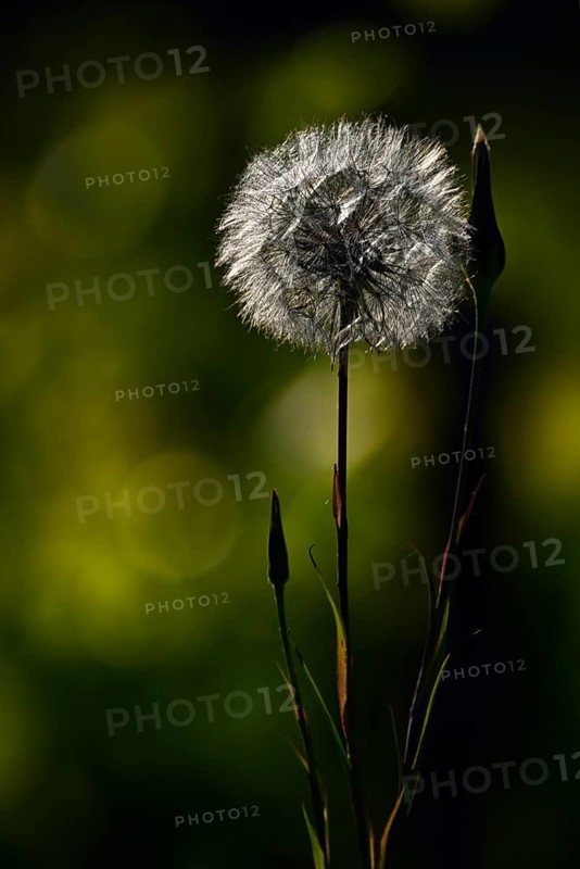 Dandelion (Taraxacum), dandelion, Rhineland-Palatinate, Germany