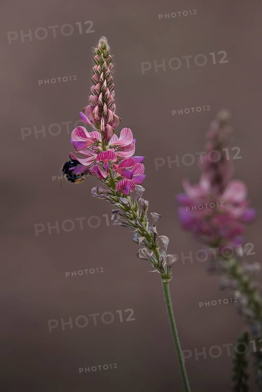 Seed asparagus (Onobrychis viciifolia) with bumblebee (Bombus), Rhineland-Palatinate, Germany