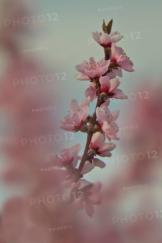 Almond blossom, Rhineland-Palatinate, Germany
