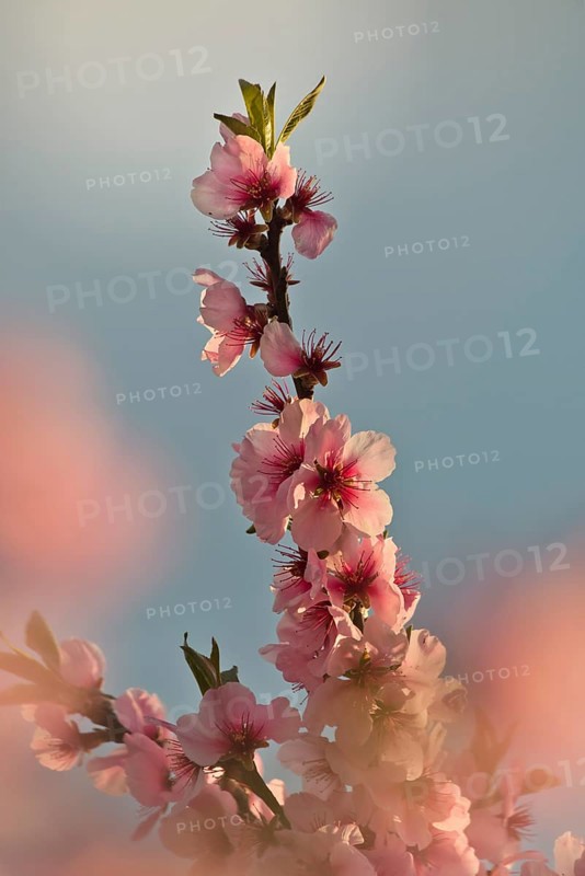Almond blossom, Rhineland-Palatinate, Germany