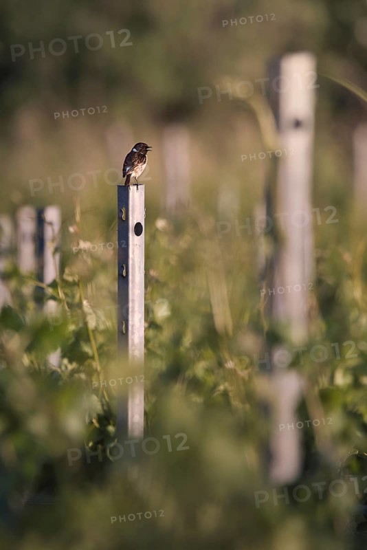 Stonechat (Saxicola rubicola) sitting on a stake in a vineyard, Rhine-Hesse region, Germany