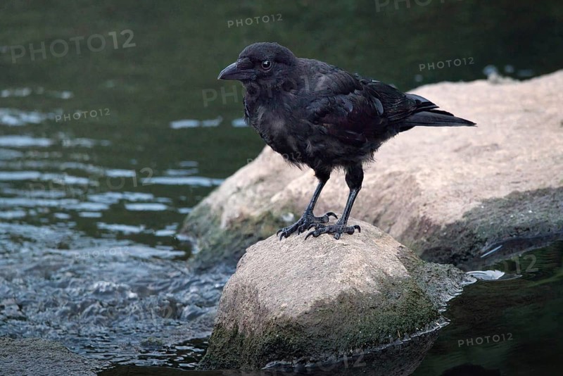 Raven crow (Corvus corone) on a stone by a river, Rhineland-Palatinate, Germany