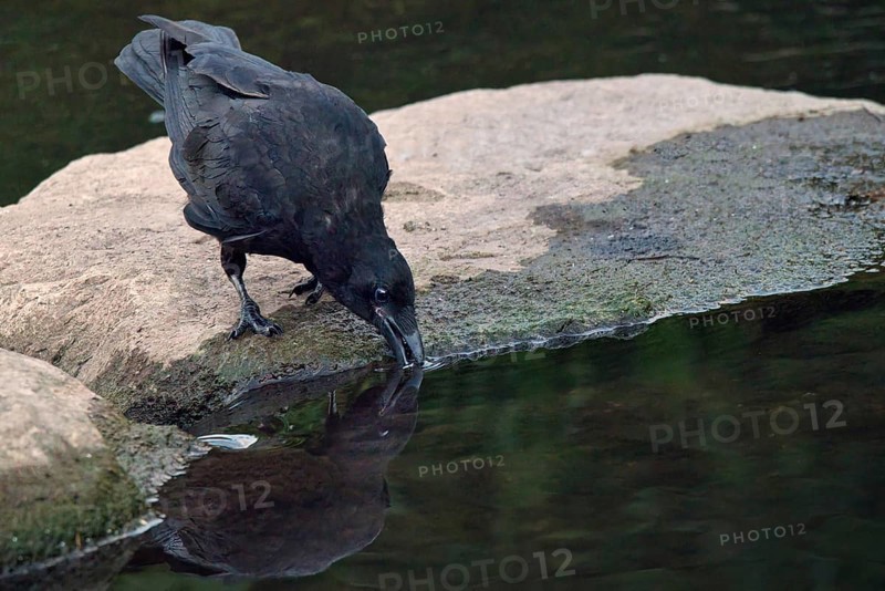 Raven crow (Corvus corone) drinking on a stone by the river, Rhineland-Palatinate, Germany