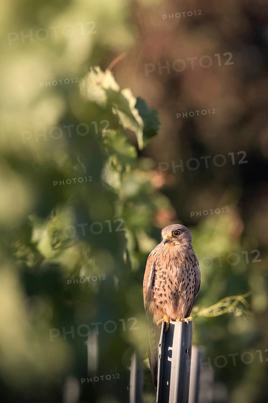 Kestrel (Falco tinnunculus) sitting on a pole in a vineyard, Rhine-Hesse region, Germany