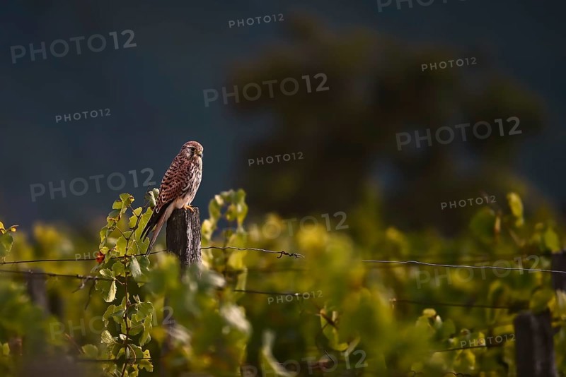 Kestrel (Falco tinnunculus) sitting on a pole in a vineyard, Rhine-Hesse region, Germany