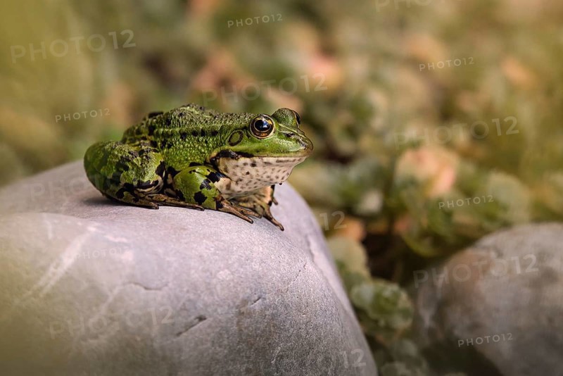 Edible Frog (Pelophylax cl. esculentus) on a stone in the countryside, Rhineland-Palatinate, Germany