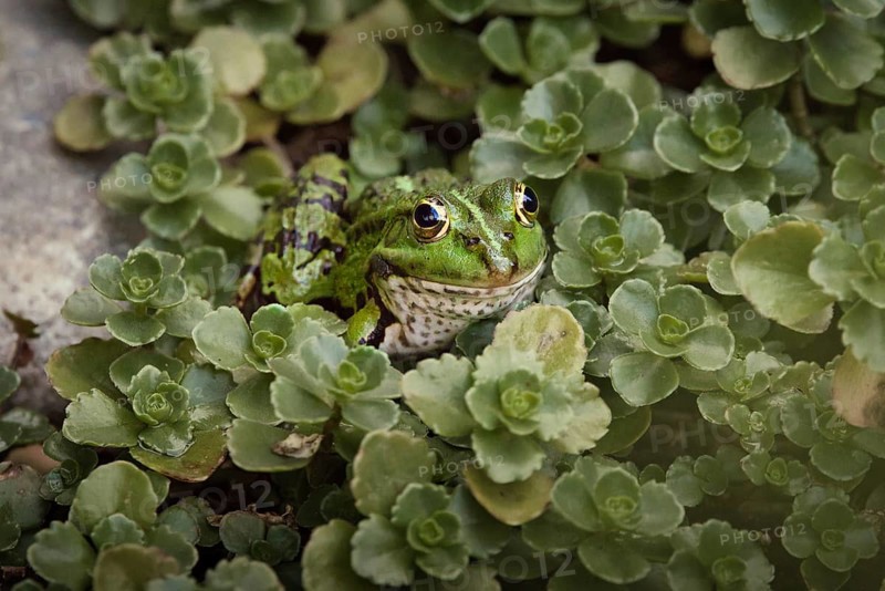 Edible Frog (Pelophylax cl. esculentus) on a stone in the countryside, Rhineland-Palatinate, Germany