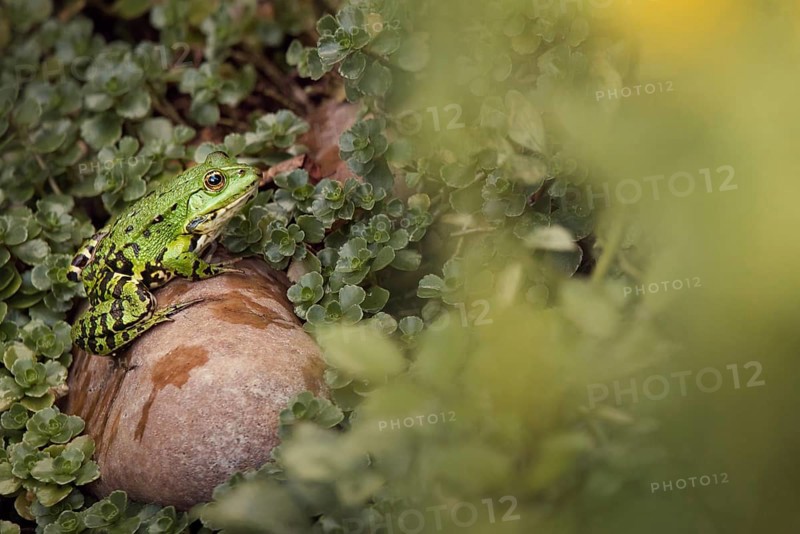 Edible Frog (Pelophylax cl. esculentus) on a stone in the countryside, Rhineland-Palatinate, Germany