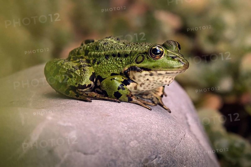 Edible Frog (Pelophylax cl. esculentus) on a stone in the countryside, Rhineland-Palatinate, Germany