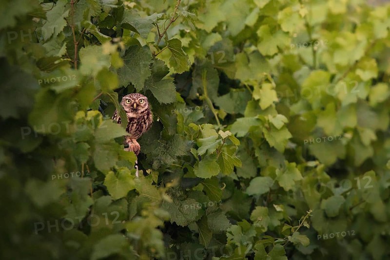 Little owl (Athene noctua) sitting in a vineyard, Rhineland-Palatinate, Germany