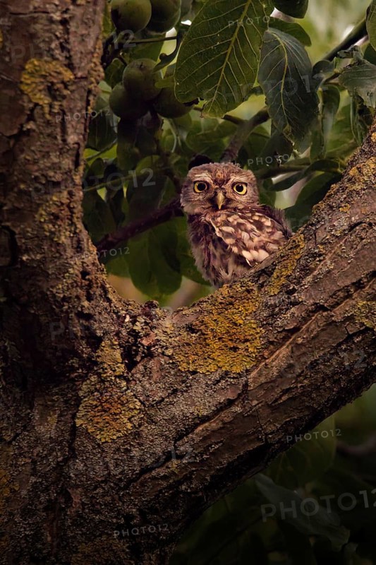 Little owl (Athene noctua) sitting in a branch fork, Rhineland-Palatinate, Germany