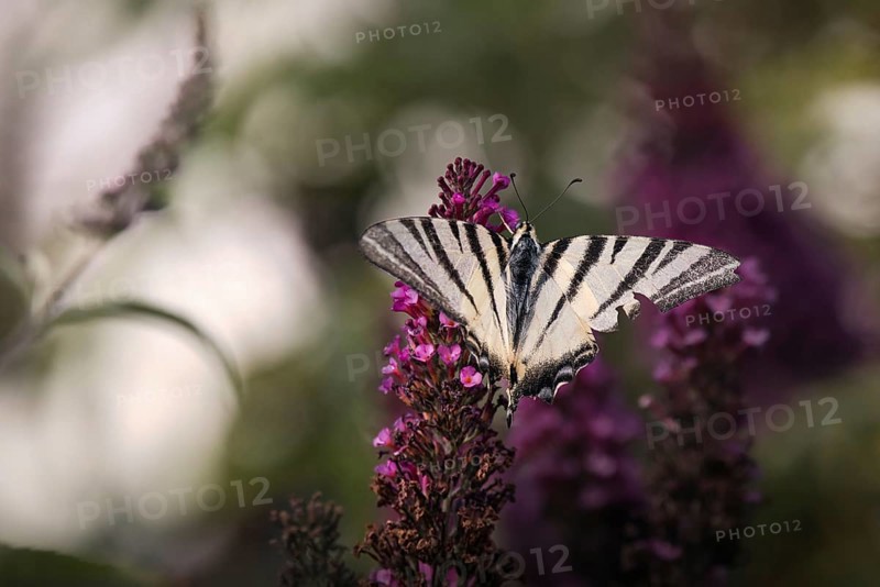 Sail butterfly (Iphiclides podalirius) sitting on a lilac blossom, Rhineland-Palatinate, Germany