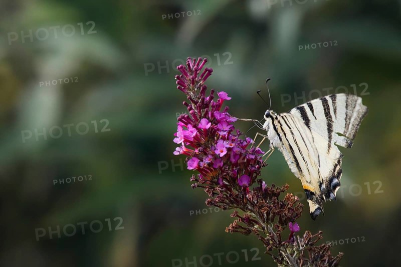 Sail butterfly (Iphiclides podalirius) sitting on a lilac blossom, Rhineland-Palatinate, Germany