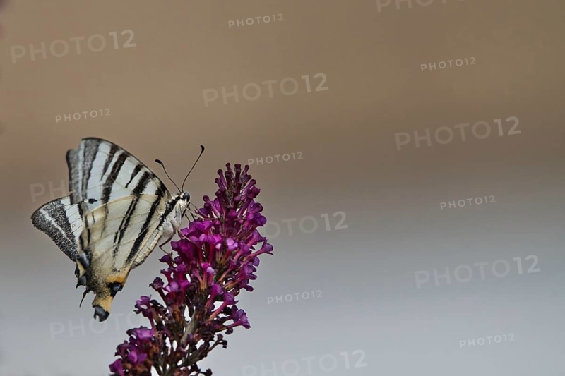 Sail butterfly (Iphiclides podalirius) sitting on a lilac blossom, Rhineland-Palatinate, Germany