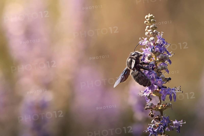Violet carpenter bee (Xylocopa violacea) on a flower, Rhineland-Palatinate, Germany