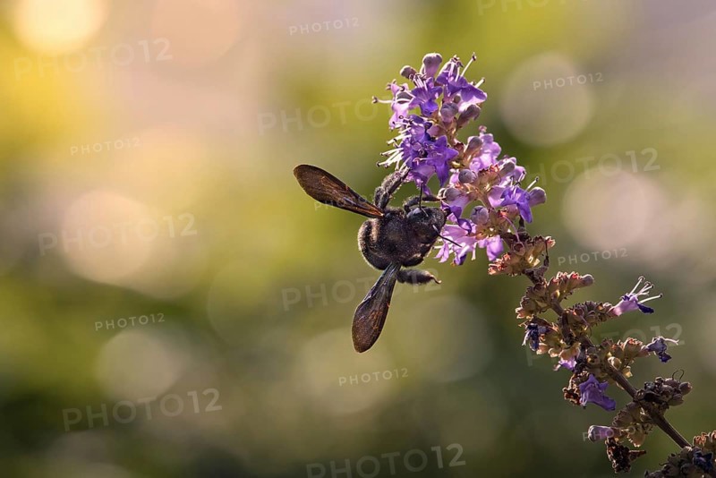Violet carpenter bee (Xylocopa violacea) on a flower, Rhineland-Palatinate, Germany