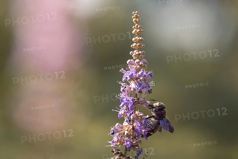 Violet carpenter bee (Xylocopa violacea) on a flower, Rhineland-Palatinate, Germany