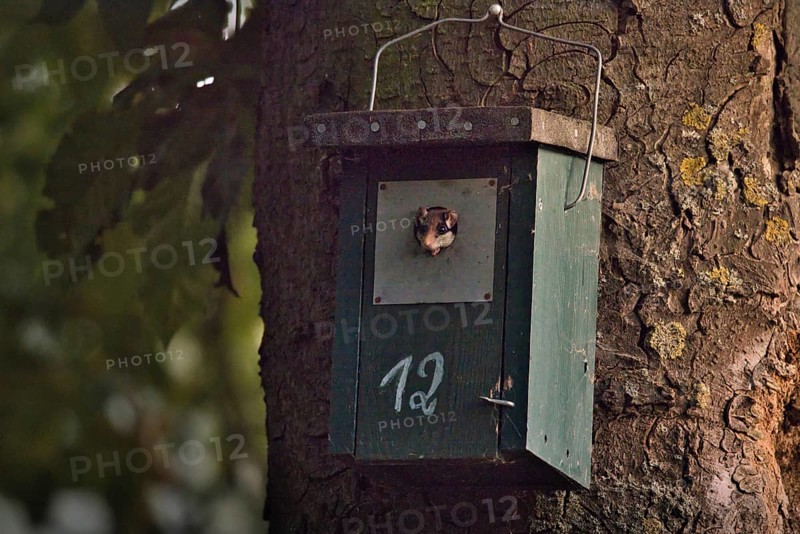 Garden dormouse (Eliomys quercinus) in bird house, looking out, Rhineland-Palatinate, Germany
