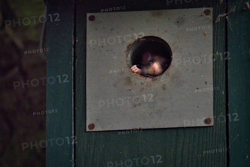Garden dormouse (Eliomys quercinus) in bird house, looking out, Rhineland-Palatinate, Germany
