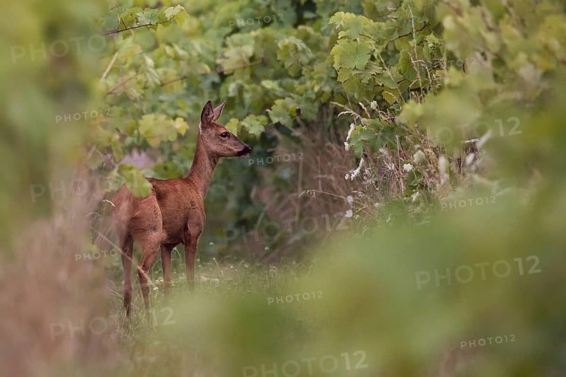 Roe deer (Capreolus capreolus) standing in a vineyard, Rhine-Hesse region, Germany