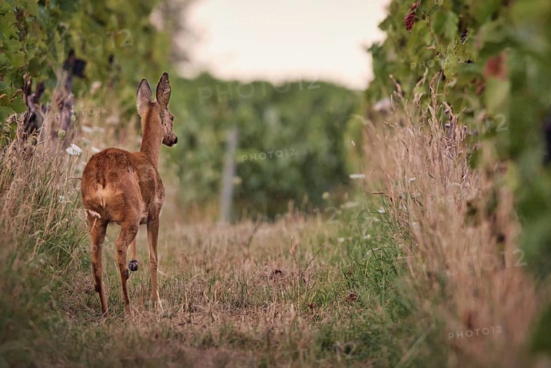 Roe deer (Capreolus capreolus) running in the vineyard, Rhine-Hesse region, Germany