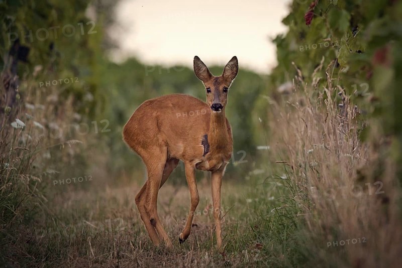 Roe deer (Capreolus capreolus) standing in a vineyard, Rhine-Hesse region, Germany