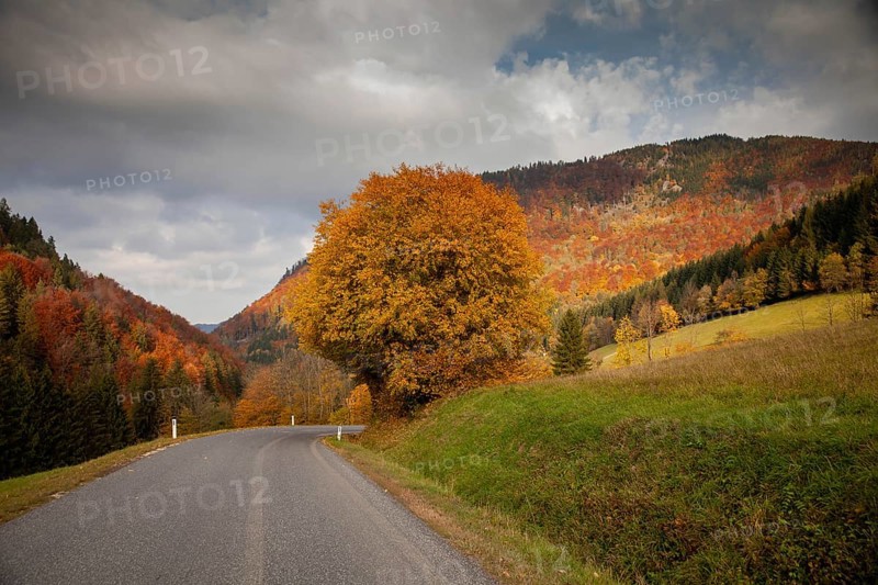 Autumn landscape with a winding road leading through colourful forests and rolling hills, Ybbstal Mostviertel Lower Austria Austria