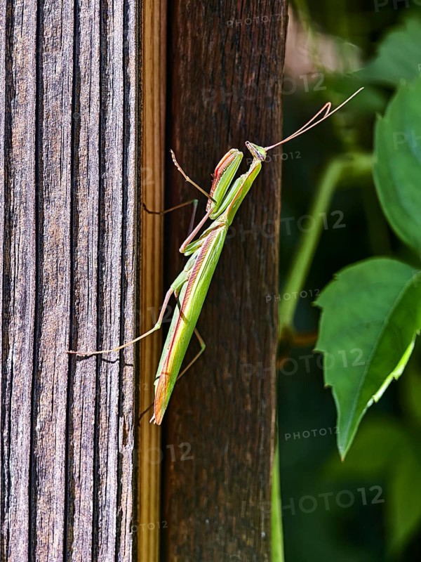 A praying mantis sits on a wooden post next to green plants, Weinviertel Lower Austria Austria