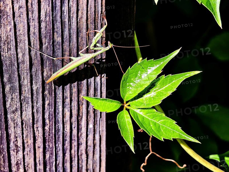 A praying mantis climbs a wooden post next to bright green leaves, Weinviertel Lower Austria Austria