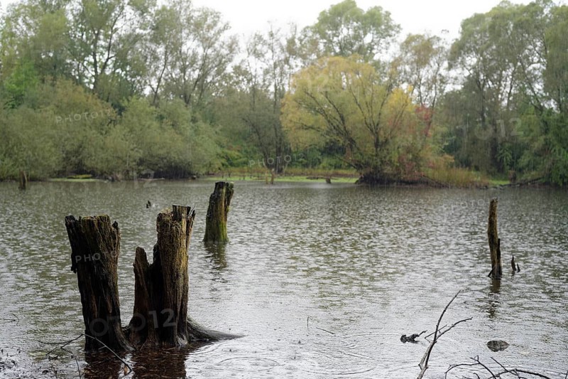 Heavy rain fills the Heidsee lake with water again after the summer in early autumn, pond, natural monument, heavy rain event, continuous rain, climate change, weather extremes, Schwäbisch-Franconian Wald nature park Park, Schwäbisch Hall, Hohenlohe, Germany