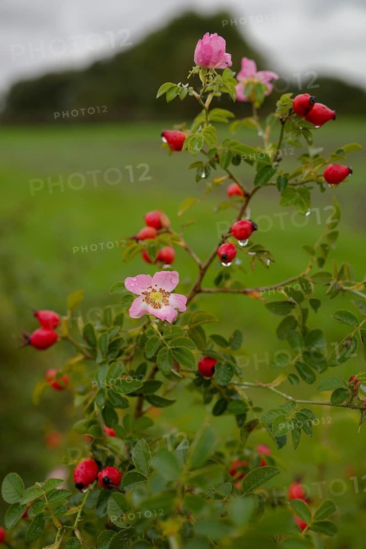 So-called second bloom on the rose hip as a natural phenomenon, dog rose (Rosa canina), weather extremes, climate change, Swabian-Franconian Forest nature park Park, Schwäbisch Hall, Hohenlohe, Germany