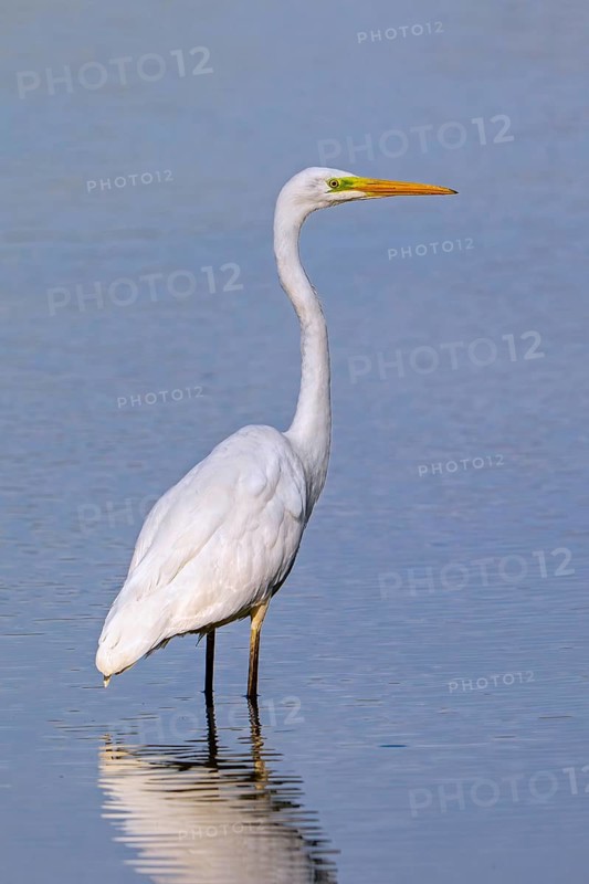 Great white egret, great egret (Ardea alba) non-breeding adult foraging in shallow water of pond in late summer (September)