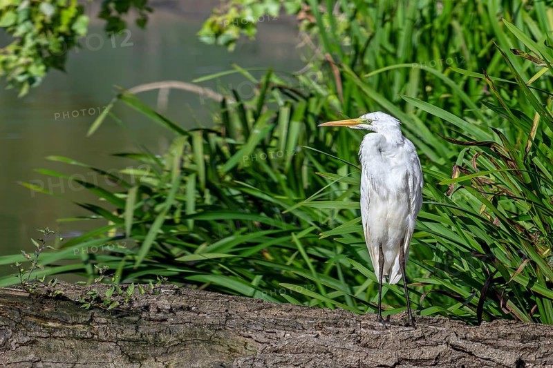 Great white egret, great egret (Ardea alba) non-breeding adult resting on fallen tree trunk in pond in late summer (September)