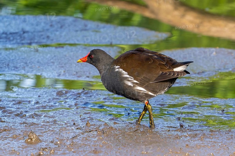 Eurasian common moorhen, waterhen (Gallinula chloropus) foraging in the mud along pond in marshland