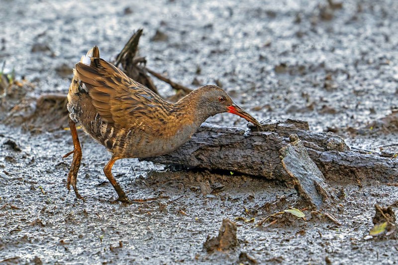 European water rail (Rallus aquaticus) foraging along muddy pond shore at marshland in late summer