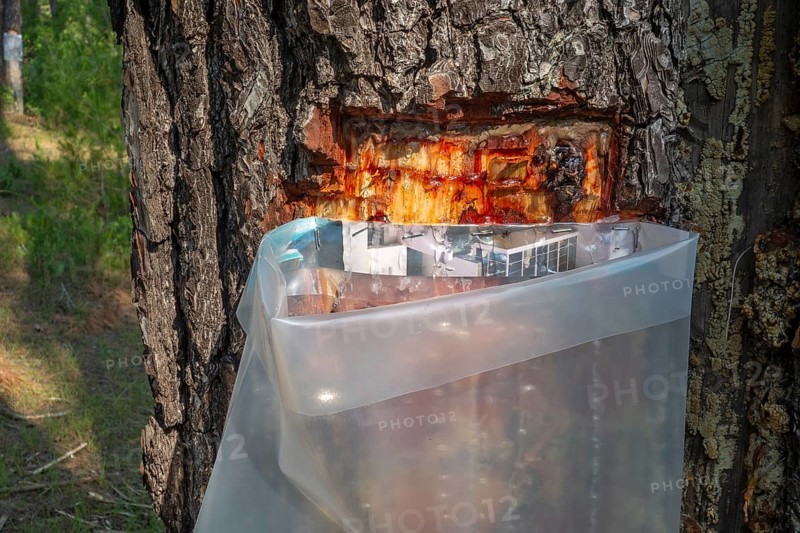 Collecting resin from Aleppo pine tree in plastic bag for flavouring the resinated wine retsina on Greek peninsula Chalkidiki, Chalcidice, Greece