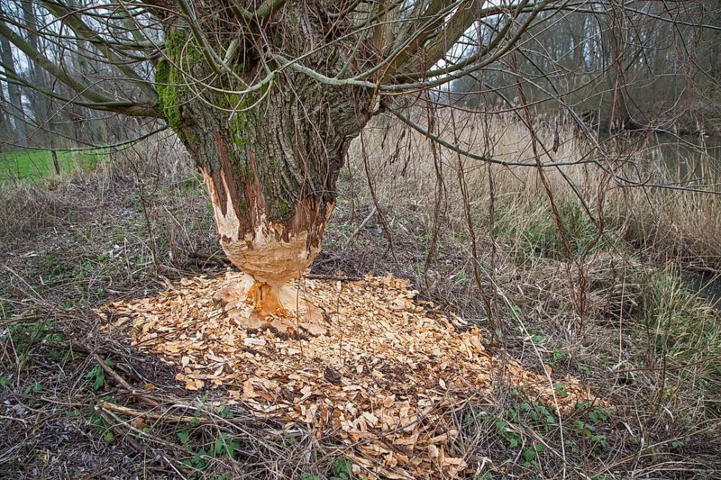 Thick tree trunk of pollard willow showing teeth marks and wood chips from gnawing by Eurasian beaver (Castor fiber), Zevergem, East Flanders, Belgium