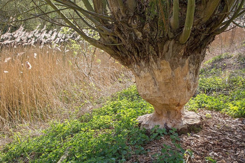 Thick tree trunk of pollard willow showing teeth marks and wood chips from gnawing by Eurasian beaver (Castor fiber), Zevergem, East Flanders, Belgium