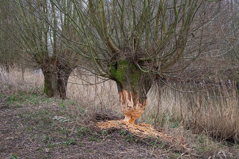 Thick tree trunk of pollard willow showing teeth marks and wood chips from gnawing by Eurasian beaver (Castor fiber), Zevergem, East Flanders, Belgium