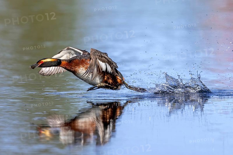 Horned grebe, Slavonian grebe (Podiceps auritus) in breeding plumage with dragonfly nymph in beak taking off from water surface of lake in spring