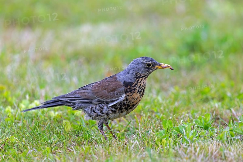 Fieldfare (Turdus pilaris) adult with caught earthworm prey in beak foraging in grassland, meadow after rain shower in spring
