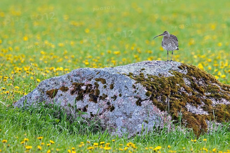 Eurasian curlew, common curlew (Numenius Arquata, Scolopax arquata) resting in boulder in grassland, meadow in the rain in spring, Sweden