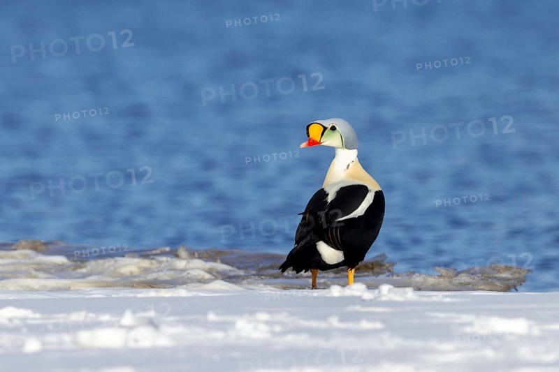 King eider (Somateria spectabilis) adult male in breeding plumage resting on snow covered shore in spring, Svalbard, Spitsbergen