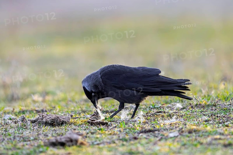 Western jackdaw, European jackdaw (Coloeus monedula) collecting nesting material like sheep's wool in meadow, pasture for building nest in spring