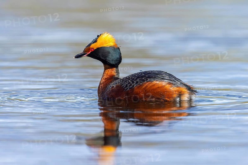 Horned grebe, Slavonian grebe (Podiceps auritus) adult in breeding plumage swimming in pond in spring