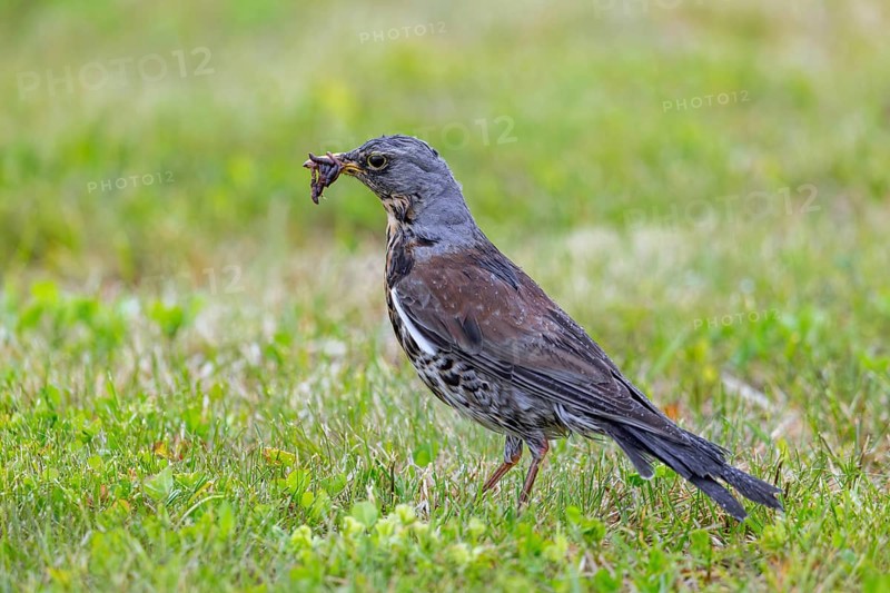 Fieldfare (Turdus pilaris) adult foraging in grassland, meadow with beak full of earthworms for feeding chicks in spring after rain shower
