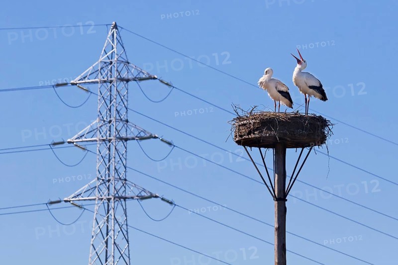 White storks (Ciconia ciconia) nesting pair in spring, migratory birds on nest in front of high-voltage electricity pylon, transmission tower