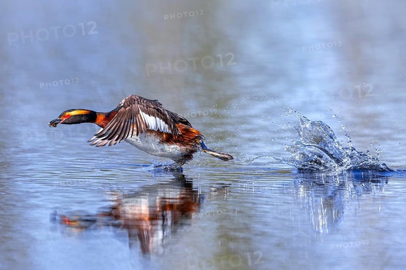 Horned grebe, Slavonian grebe (Podiceps auritus) in breeding plumage with dragonfly nymph in beak taking off from water surface of lake in spring