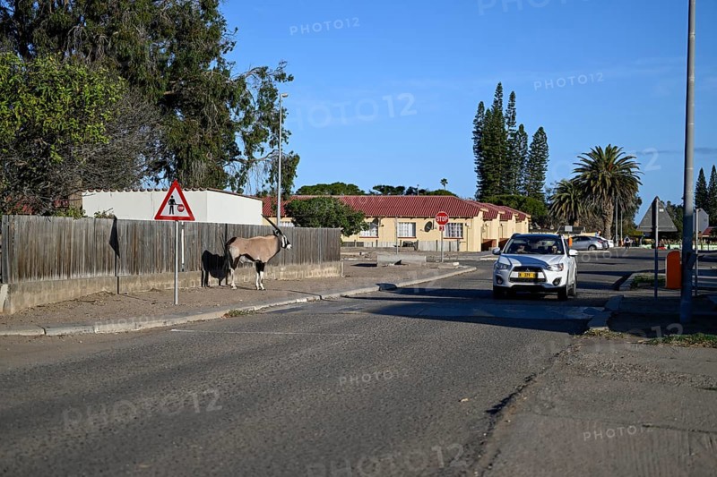 Oryx antelope or gemsbok (Oryx gazella) on a pavement, Oranjemund, Diamond Sperrgebiet, Karas Region, Namibia