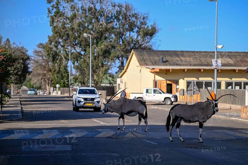 Oryx antelopes or gemsboks (Oryx gazella) crossing a road on a zebra crossing, Oranjemund, Diamond Sperrgebiet, Karas Region, Namibia